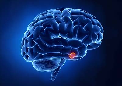 Pituitary gland